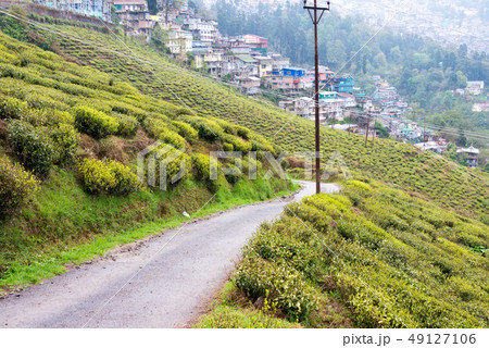 ダージリンの茶畑　インド・ダージリン 49127106