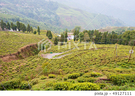 ダージリンの茶畑　インド・ダージリン 49127111