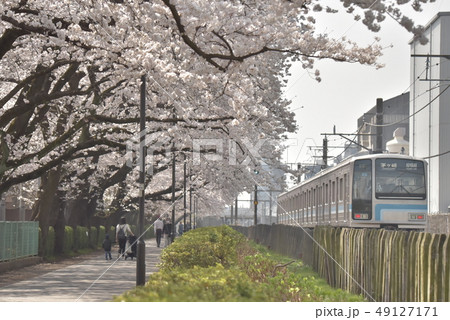 桜並木 桜並木 49127171