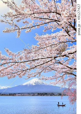 富士山と河口湖畔の桜 富士山と河口湖畔の桜 49127427