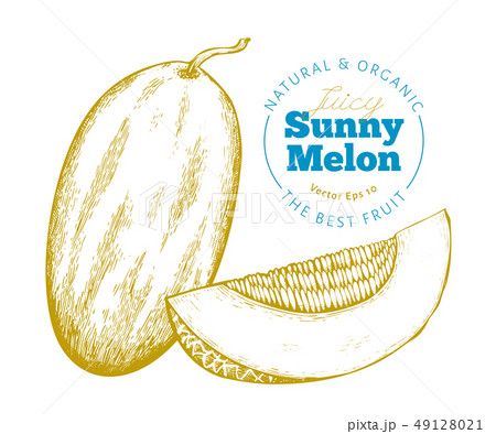 Whole melon and a piece of melon. Hand drawn Whole melon and a piece of melon. Hand drawn 49128021