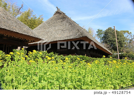 服部緑地 日向椎葉の民家と菜の花 服部緑地 日向椎葉の民家と菜の花 49128754
