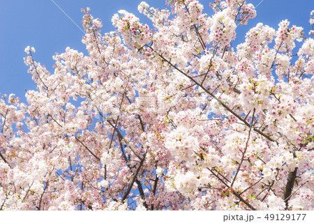 台湾 春の季節 景色 49129177