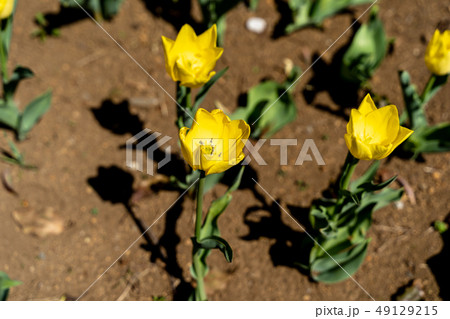 黄色いチューリップ 49129215