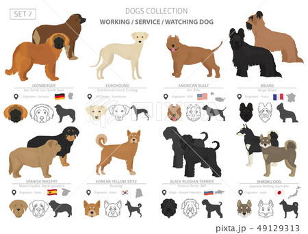 Working, service and watching dogs collection 49129313