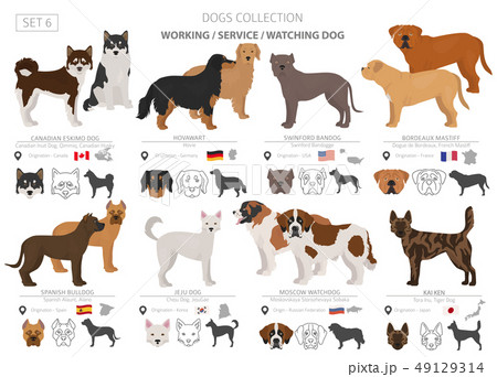 Working, service and watching dogs collection 49129314