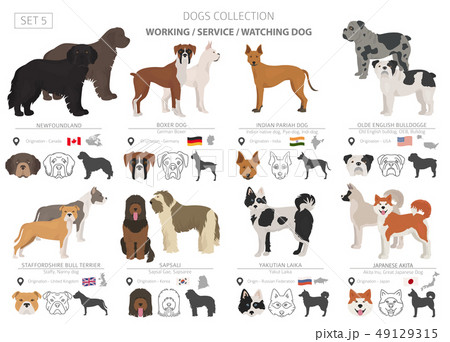 Working, service and watching dogs collection 49129315