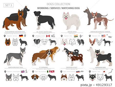 Working, service and watching dogs collection 49129317