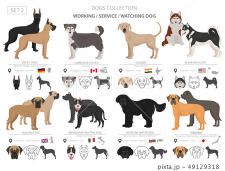 Working, service and watching dogs collection 49129318