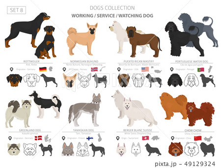 Working, service and watching dogs collection Working, service and watching dogs collection 49129324