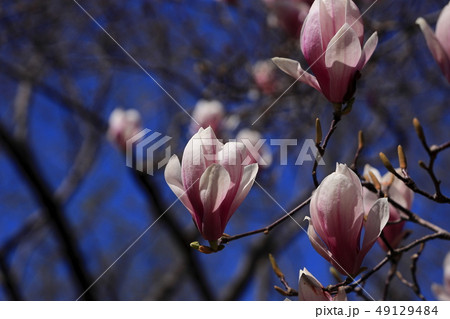 モクレン 49129484