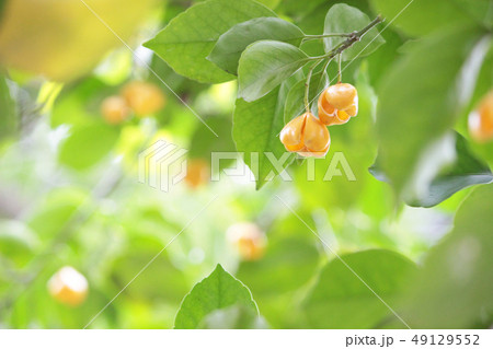 ヒゼンマユミ 49129552