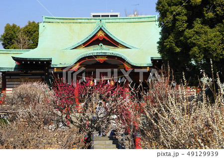 3月　亀戸天神社23白梅･梅まつり 49129939