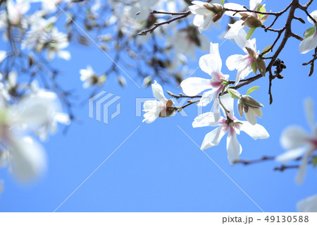 ハクモクレンと空 49130588