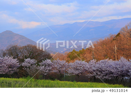 篠窪菜の花・桜祭 篠窪菜の花・桜祭 49131014
