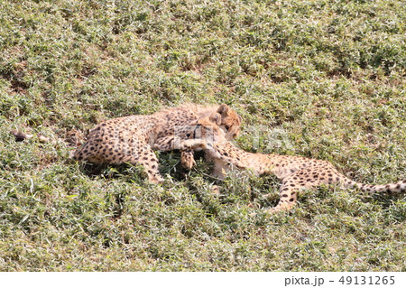 チーター 49131265
