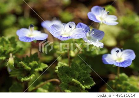 70393　イヌフグリ 49131614