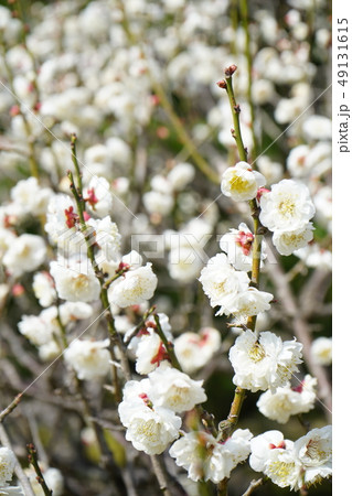 兼六園　梅林　白梅 49131615