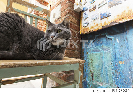 本屋の猫 本屋の猫 49132084