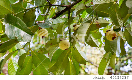 Mangosteen 4 Mangosteen 4 49132257