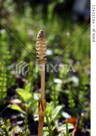 70448 ツクシ 70448 ツクシ 49132421