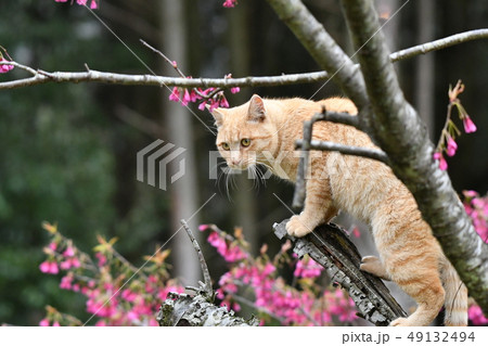 猫・野良猫・茶トラ・チャー坊・オス・快晴・可愛い・桜・三月・寒緋桜・緋寒桜・満開・花見 49132494