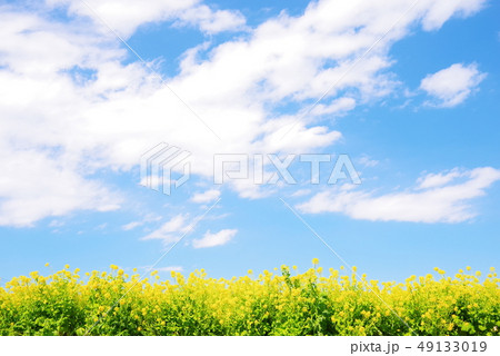 満開の菜の花と青い空と白い雲 満開の菜の花と青い空と白い雲 49133019