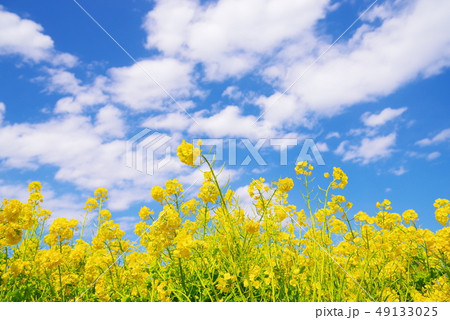 満開の菜の花と青い空と白い雲 49133025