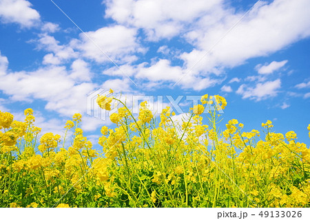 満開の菜の花と青い空と白い雲 満開の菜の花と青い空と白い雲 49133026