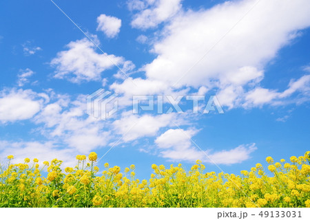 満開の菜の花と青い空と白い雲 49133031