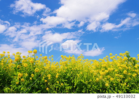 満開の菜の花と青い空と白い雲 49133032