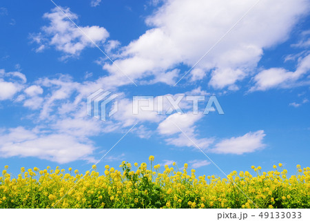満開の菜の花と青い空と白い雲 49133033