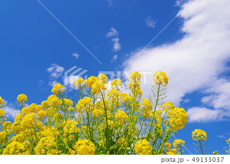 満開の菜の花と青い空と白い雲 満開の菜の花と青い空と白い雲 49133037