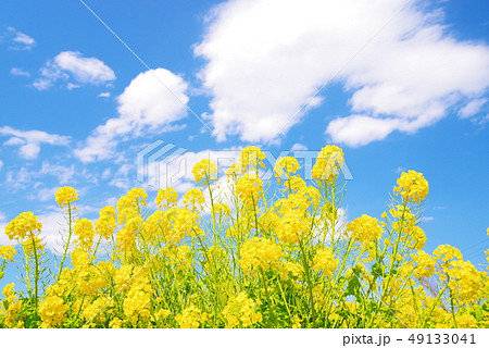 満開の菜の花と青い空と白い雲の写真素材
