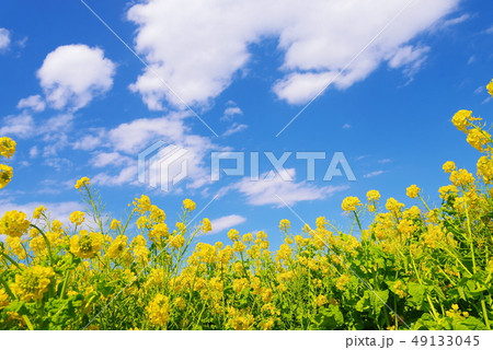 満開の菜の花と青い空と白い雲 満開の菜の花と青い空と白い雲 49133045