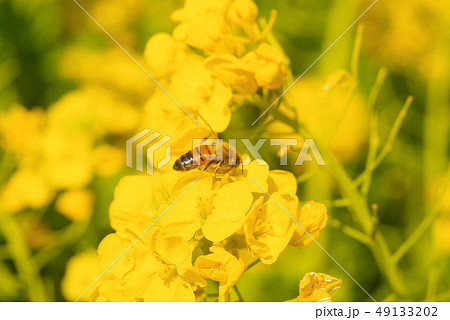 満開の菜の花とミツバチ 満開の菜の花とミツバチ 49133202