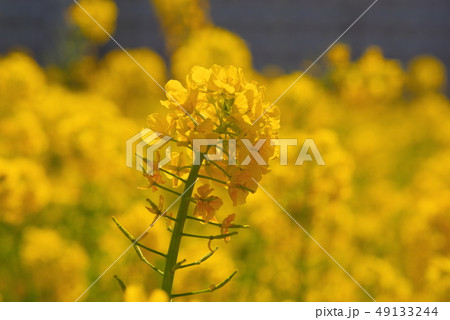 満開の菜の花 満開の菜の花 49133244