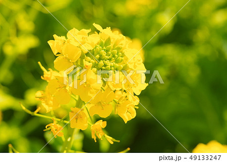 満開の菜の花 満開の菜の花 49133247