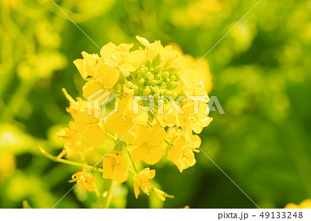 満開の菜の花 満開の菜の花 49133248