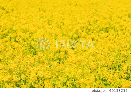 満開の菜の花 満開の菜の花 49133255