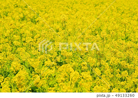 満開の菜の花 満開の菜の花 49133260