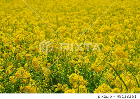 満開の菜の花 満開の菜の花 49133261