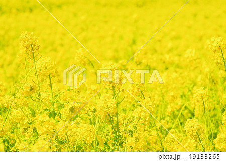 満開の菜の花 満開の菜の花 49133265