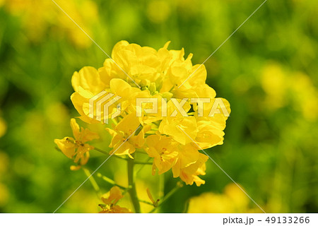 満開の菜の花 49133266