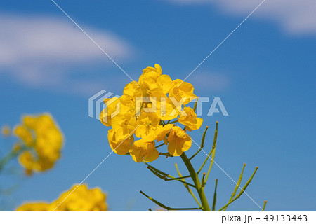 満開の菜の花と青い空と白い雲 49133443