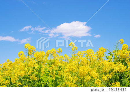 満開の菜の花と青い空と白い雲 満開の菜の花と青い空と白い雲 49133455