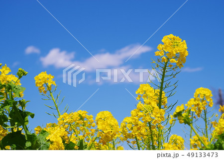 満開の菜の花と青い空と白い雲の写真素材