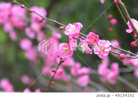 湯田川温泉の梅林公園の梅の花14 湯田川温泉の梅林公園の梅の花14 49134202
