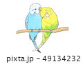 ラブインコ 49134232