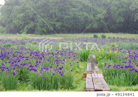 ハナショウブと木道 49134841
